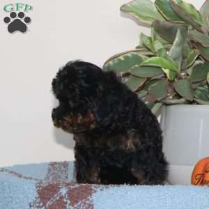 Gypsy, Cavapoo Puppy